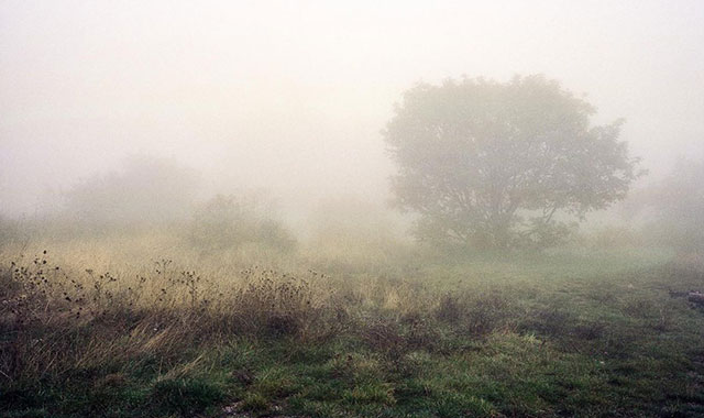 Foggy photo of a tree